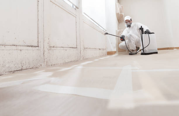 Black mold remediation team in Milton
