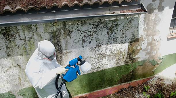 Mold Removal service in Milton